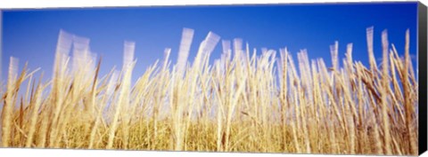 Framed Marram Grass In A Field, Washington State Print