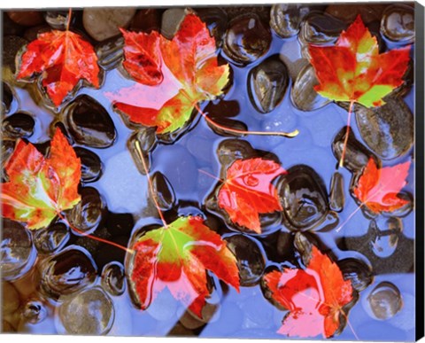 Framed Close-Up Of Maple Leaves In The Water Print