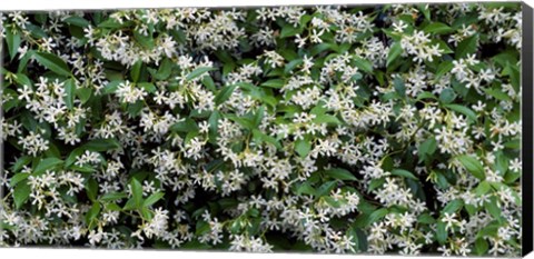 Framed White Flowers In Bloom, Sacramento, California Print