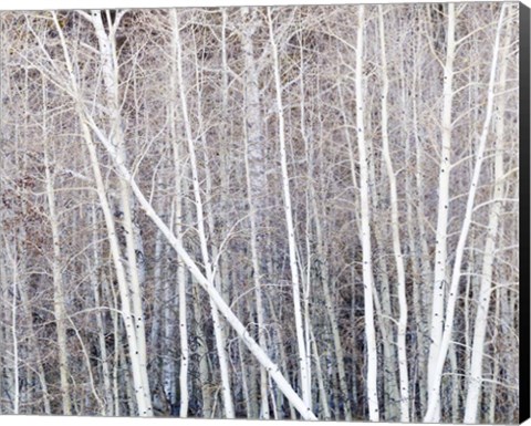 Framed Leafless Quaking Aspens Form A Pattern, Boulder Mountain, Utah Print