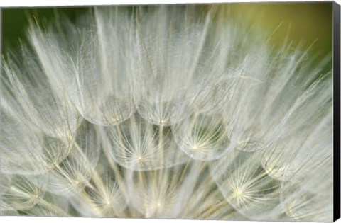 Framed Close-Up Of Dandelion Seed, Lockport Prairie Nature Preserve, Illinois Print