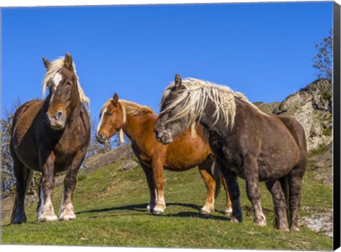 Framed Close-Up Of Three Horses Print