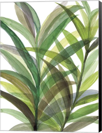 Framed Tropical Greens II Print