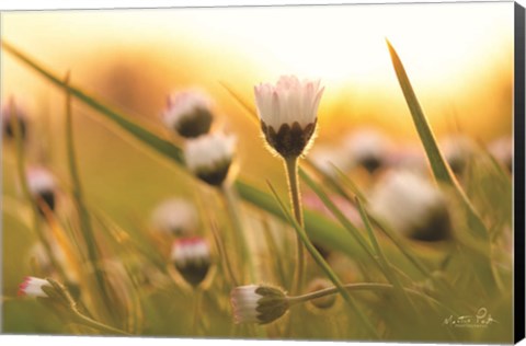 Framed Daisy at Sunset Print