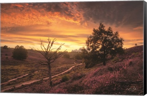 Framed Dead Tree at Sunset Print