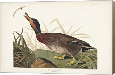 Framed Pl 338 Bemaculated Duck Print