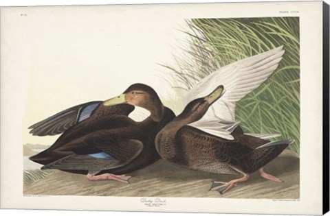 Framed Pl 302 Dusky Duck Print