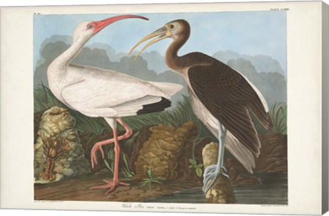 Framed Pl 222 White Ibis Print