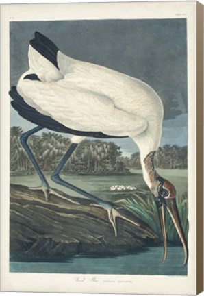 Framed Pl 216 Wood Ibis Print