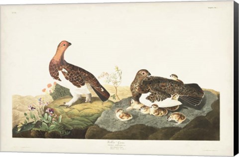 Framed Pl 191 Willow Grouse Print