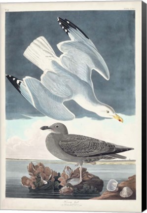 Framed Pl 291 Herring Gull Print