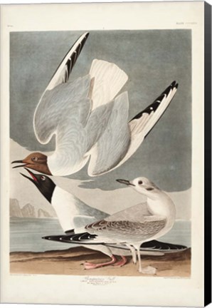 Framed Pl 324 Bonapartian Gull Print