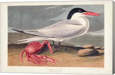 Framed Pl 273 Cyenne Tern Print