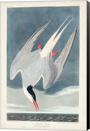 Framed Pl 250 Artic Tern Print