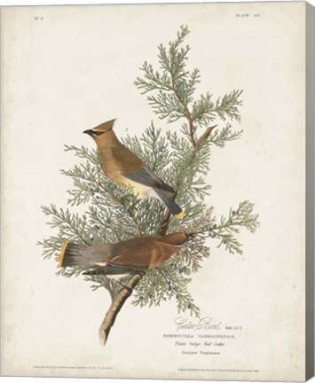 Framed Pl 43 Cedar Bird Print