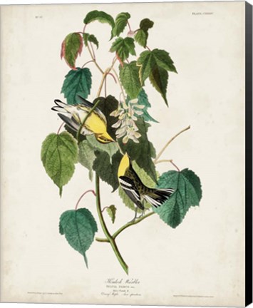 Framed Pl 134 Hemlock Warbler Print