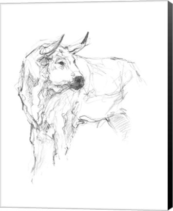 Framed Bull Study II Print