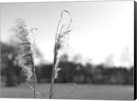 Framed Ethereal Pampas VIII Print