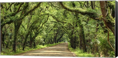 Framed Canopy Road Panorama III Print