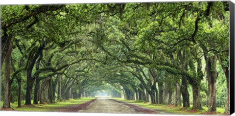 Framed Canopy Road Panorama VI Print