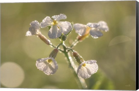 Framed Morning Dew Print