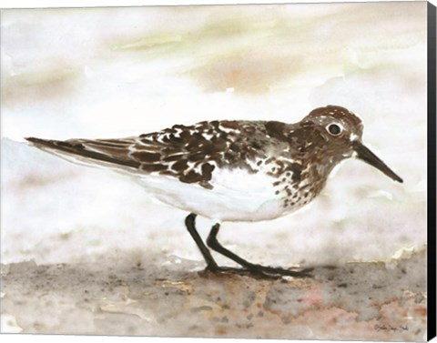 Framed Sandpiper 1 Print