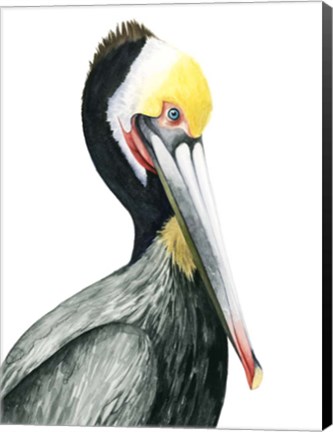 Framed Watercolor Pelican I Print