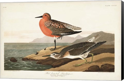 Framed Pl. 315 Red-breasted Sandpiper Print