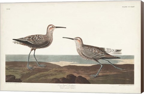 Framed Pl. 344 Long-legged Sandpiper Print