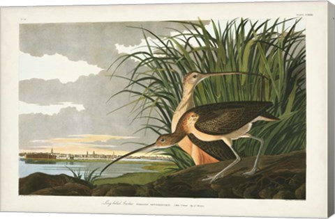 Framed Pl. 231 Long-billed Curlew Print