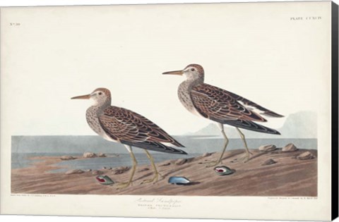 Framed Pl. 294 Pectoral Sandpiper Print