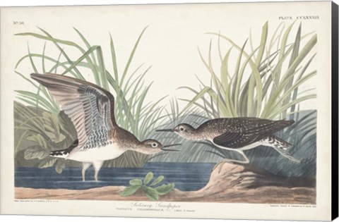 Framed Pl. 289 Solitary Sandpiper Print