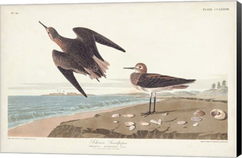 Framed Pl. 278 Schins Sandpiper Print