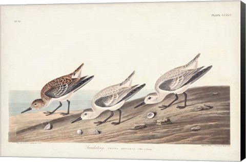 Framed Pl. 230 Sanderling Print