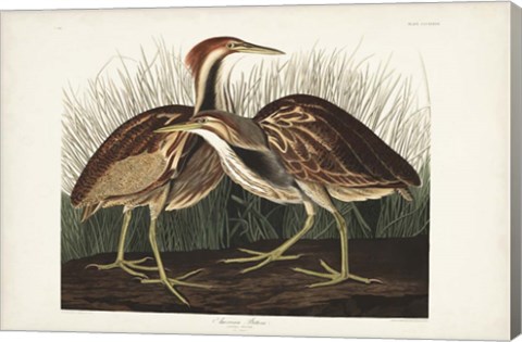 Framed Pl. 337 American Bittern Print