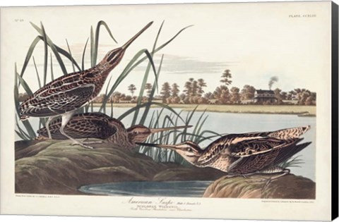 Framed Pl. 243 American Snipe Print