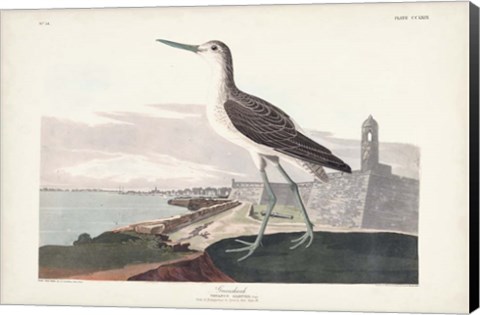 Framed Pl. 269 Greenshank Print