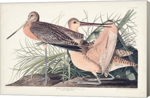 Framed Pl. 238 Great Marbled Godwit Print