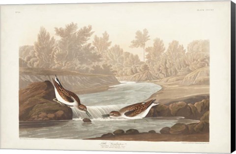 Framed Pl. 320 Little Sandpiper Print