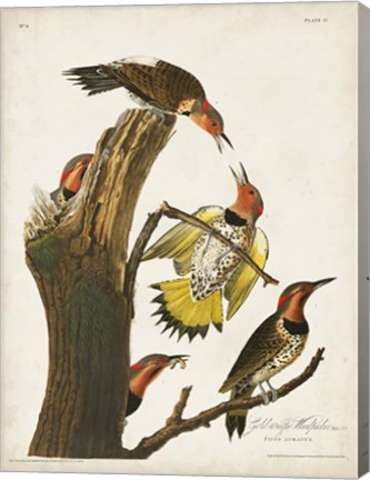 Framed Pl. 37 Gold-winged Woodpecker Print