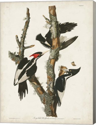 Framed Pl. 66 Ivory-billed Woodpecker Print