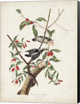 Framed Pl. 112 Downy Woodpecker Print