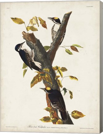 Framed Pl. 132 Three-toed Woodpecker Print