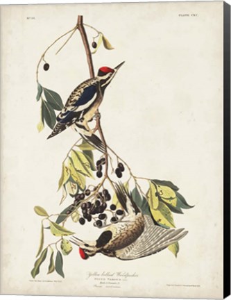 Framed Pl. 190 Yellow-bellied Woodpecker Print