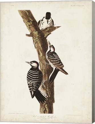 Framed Pl. 389 Red-cockaded Woodpecker Print