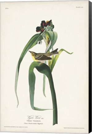 Framed Pl. 30 Vigors Vireo Print