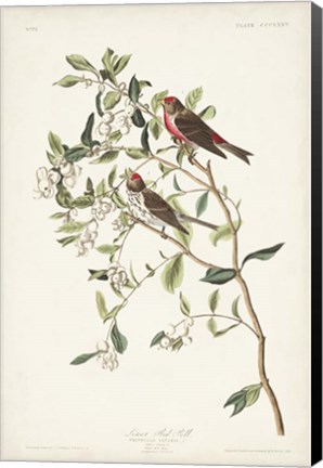 Framed Pl. 375 Lesser Red Poll Print