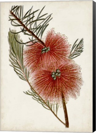 Framed Bottle Brush Flower I Print