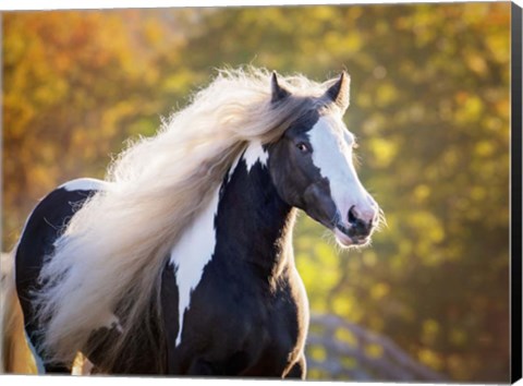 Framed Golden Lit Horse III Print