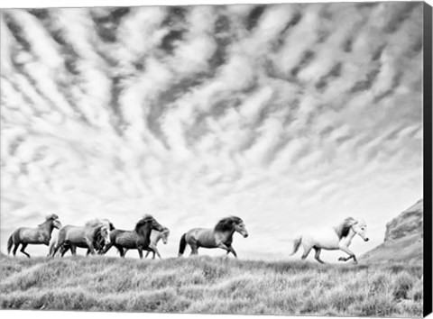 Framed Horse Run III Print